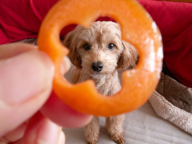 くり抜いたにんじんの穴の向こうから見つめる犬