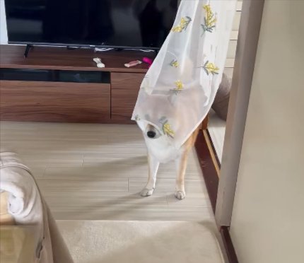 柴犬