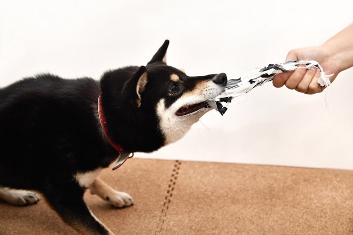 黒い柴犬と引っ張り合いをする人の手