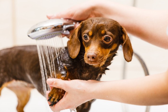 シャワーを当てられている犬