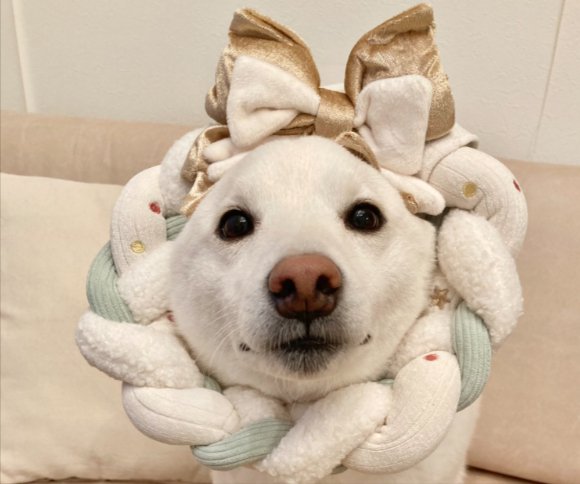 可愛すぎる