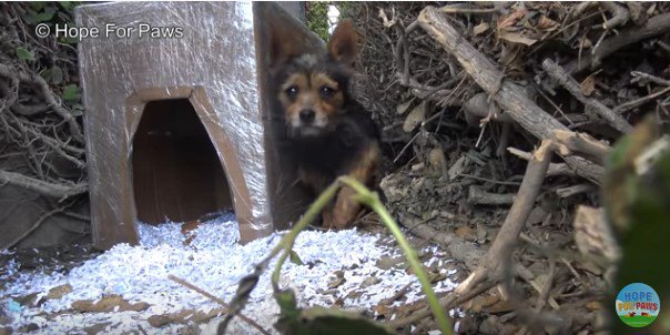 犬小屋に戻ってきた犬