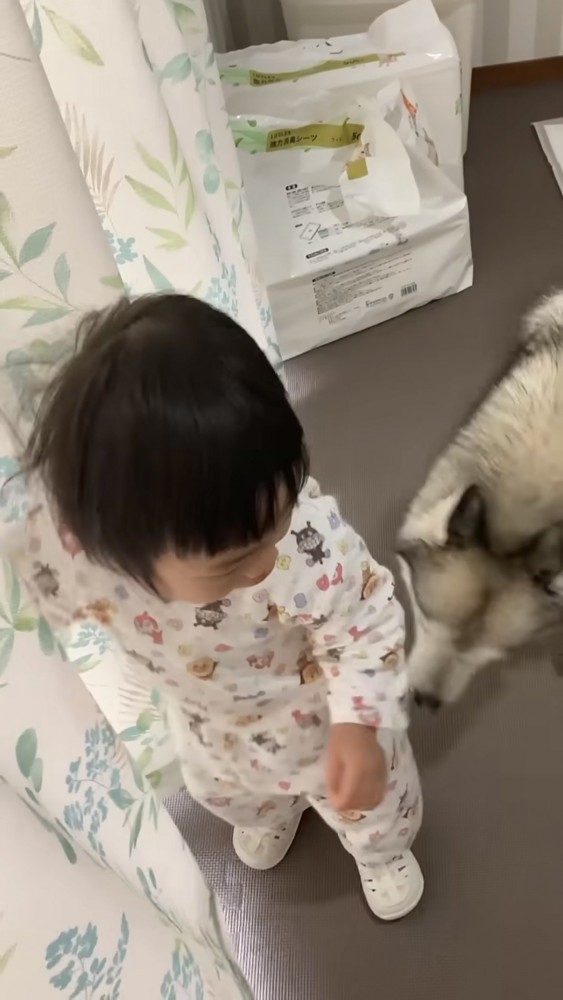 ハスキーから逃げる女の子