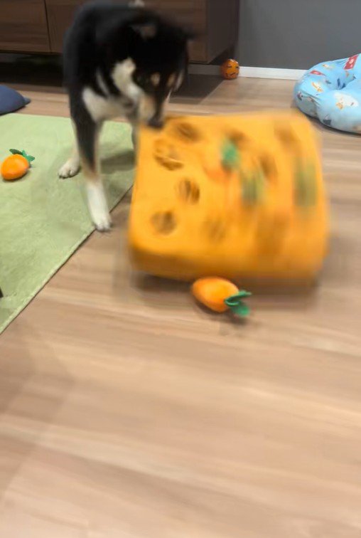 知育おもちゃで遊ぶくろべえ君6