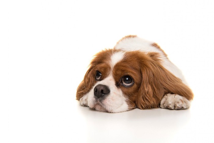 飼い主に無関心な犬