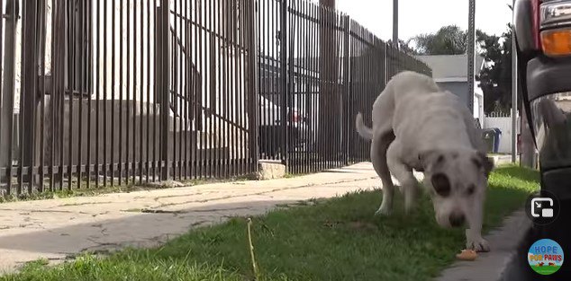 食べ物を昼う犬