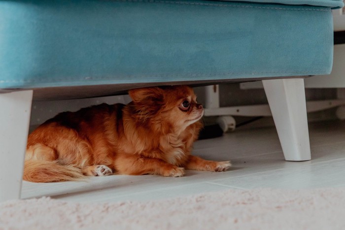ソファの下に隠れている犬