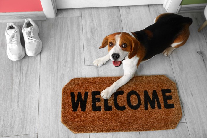 玄関にいる犬