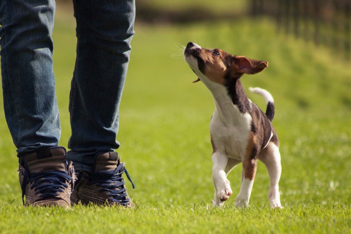 お散歩中の犬