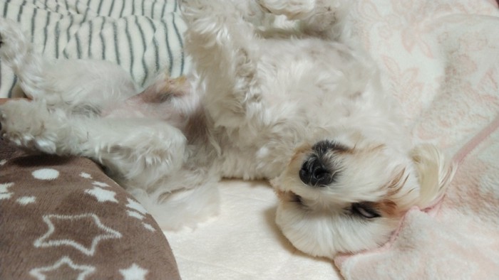 へそ天して半目で寝ている犬