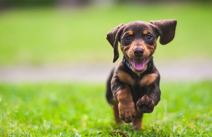 草原を走るダックスフンドの子犬