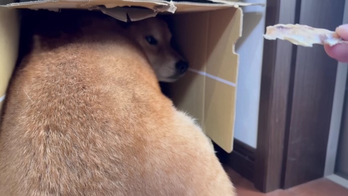 チラリ…