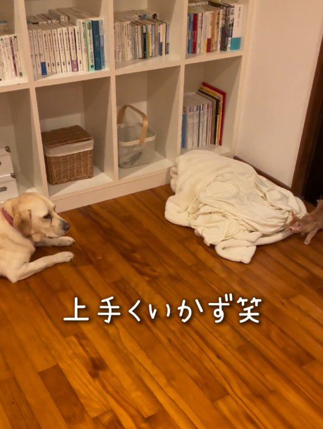 警戒する子猫と見つめ合う犬
