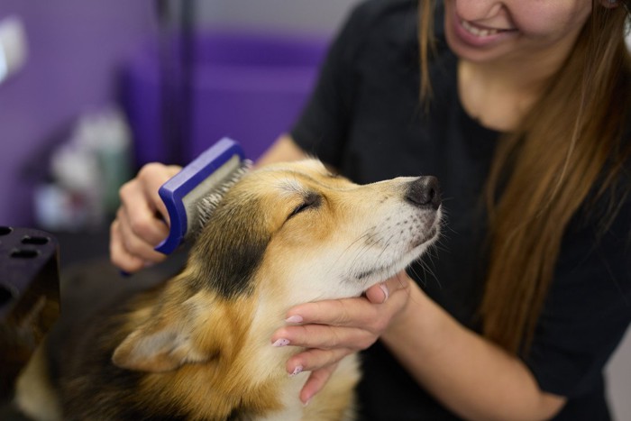 ブラッシングされている犬