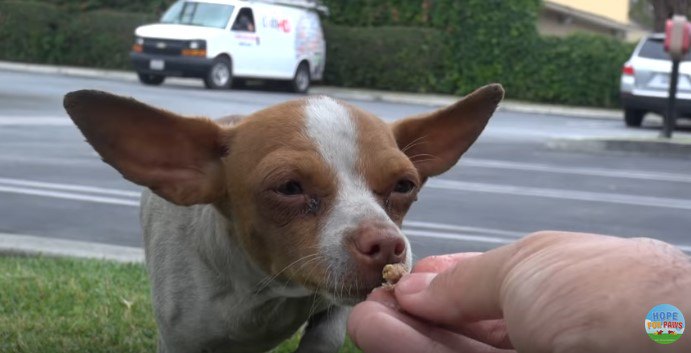 最後に手から食べた犬