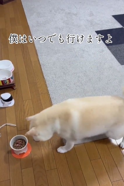 動き出した銀くん