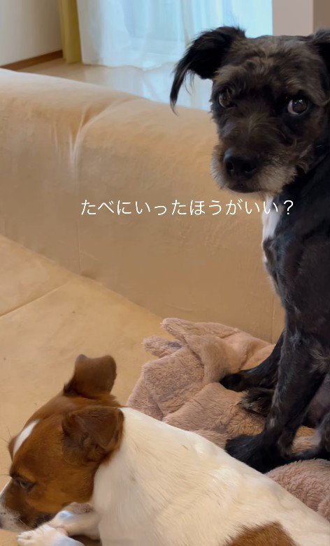 「どうしたらいい?」とママさんをチラ見