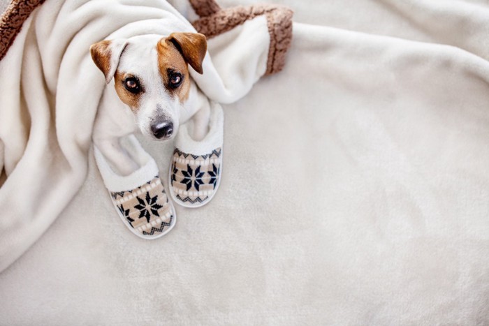 毛布にくるまって足をスリッパに入れている犬