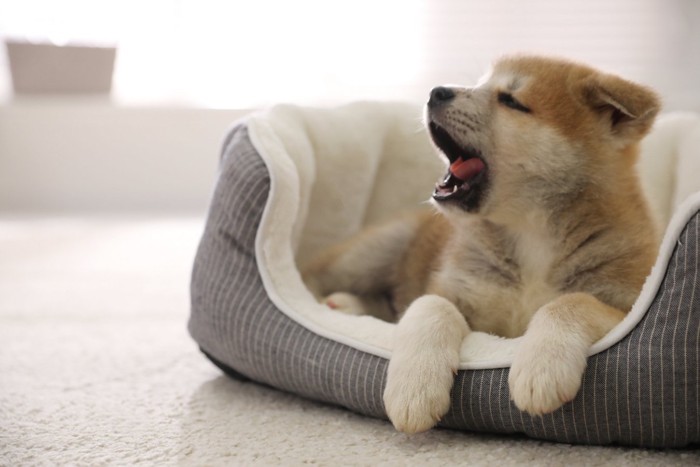 自分のベッドであくびする子犬