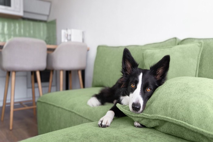 ひとりでソファにいる犬