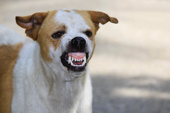 歯をむき出しにして威嚇する犬