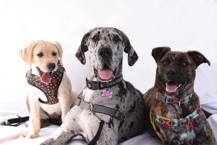 形状の異なるハーネスをつけた3頭の犬