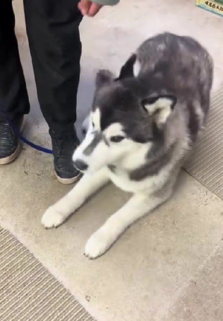 「待て」をお披露目