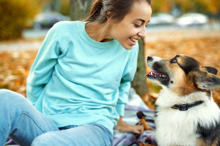 アイコンタクトする犬