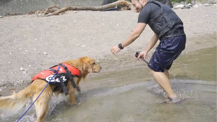 陸に上がった犬