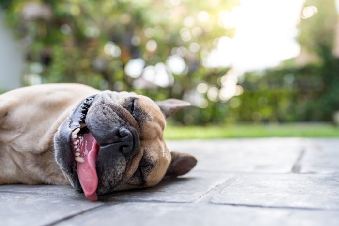 暑そうに舌を出して寝そべる犬