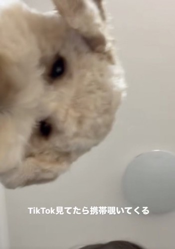 ずっと見ている