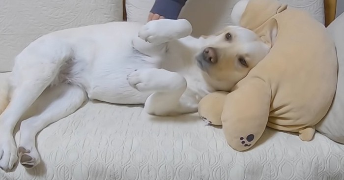 やる気なく飼い主さん見送る犬