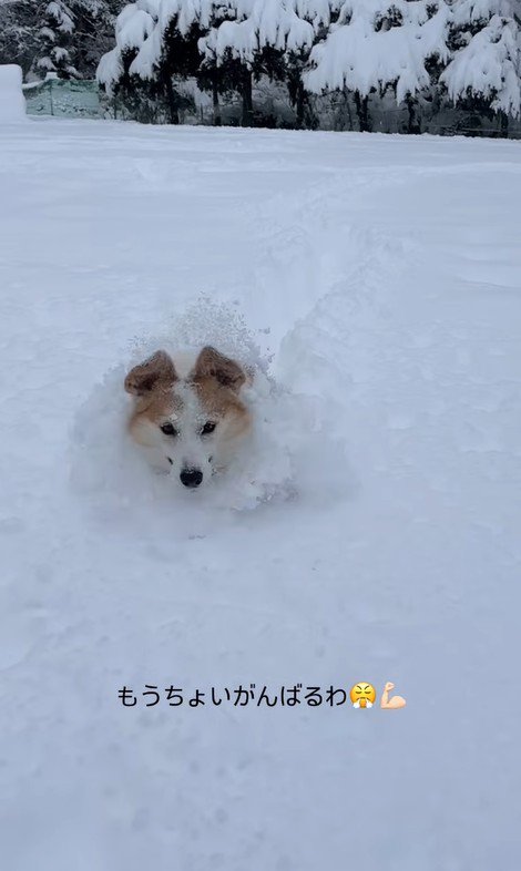 雪に埋もれるポムちゃん9