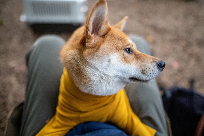 そっぽを向く服を着た柴犬