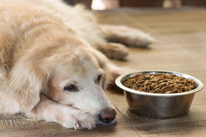 ご飯から目をそらす犬