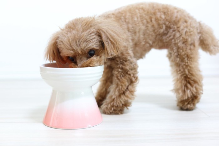 ご飯を食べる犬