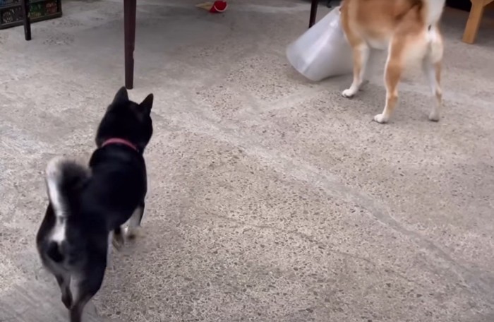 ガレージで遊ぶ犬達