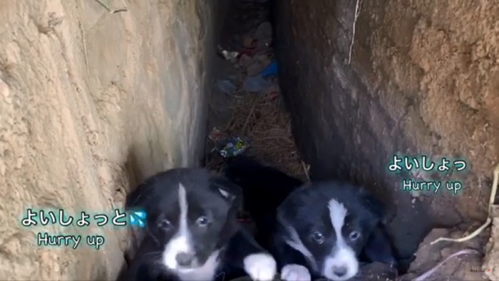 一生懸命やってくる子犬たち