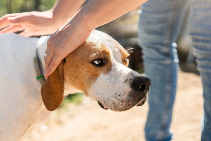 不満そうな犬と男性の手