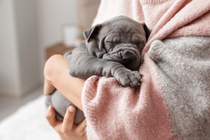 抱っこで眠る子犬