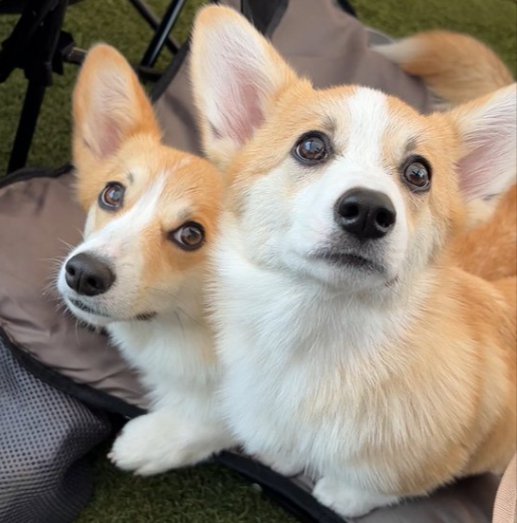 しっぽ
