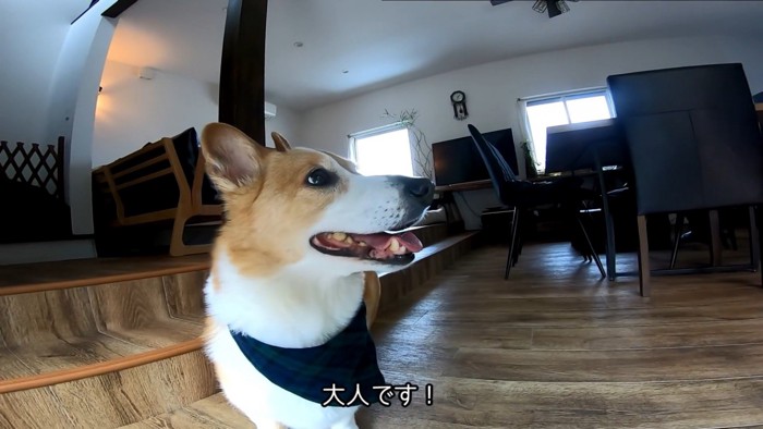 持ち主の胡桃ちゃんは大人の対応