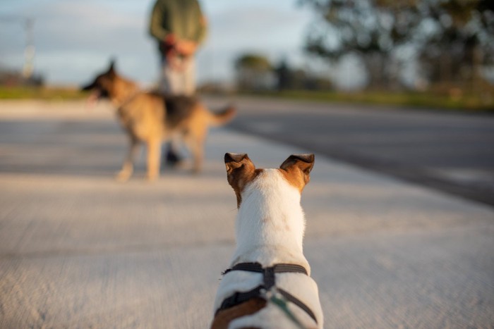 犬の後ろ姿、向かいに人と犬