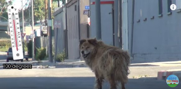 歩き去る犬