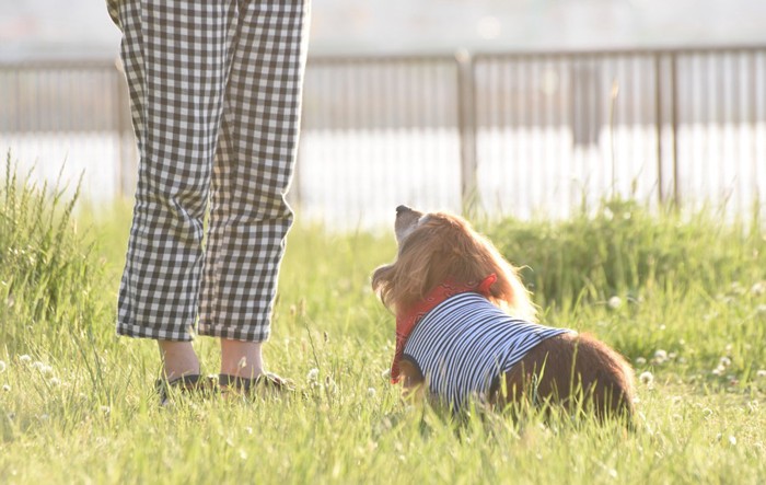 芝生に座る老犬