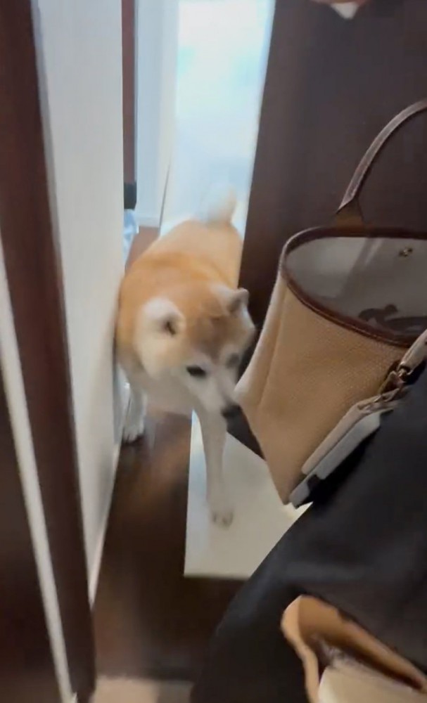 ドアの隙間から出てくる犬