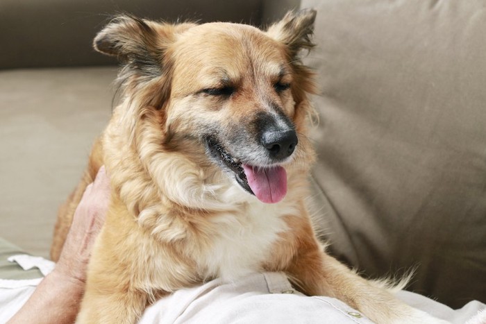 怖がる犬を撫でる人の手