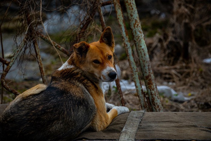 災害場所の犬