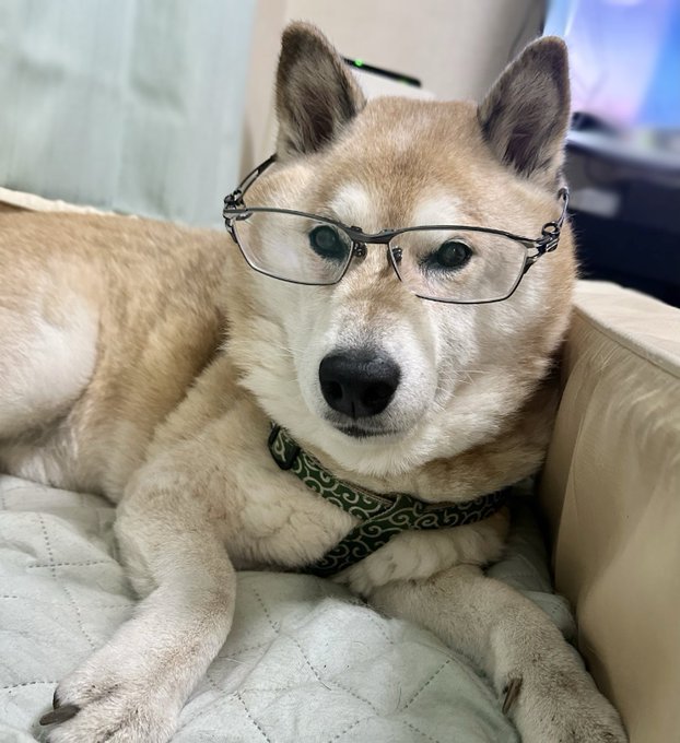 知的