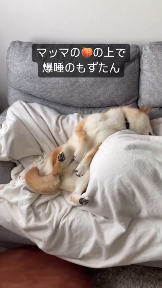 飼い主の足の上で眠る犬